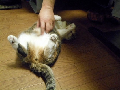 20150113haranade2.jpg