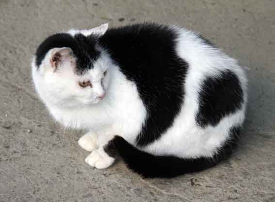 我が家のニャンコ♪2013/1/20-3