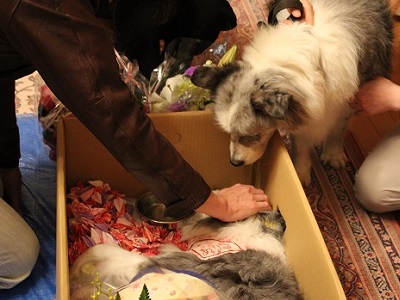 １２アリス (2).JPG