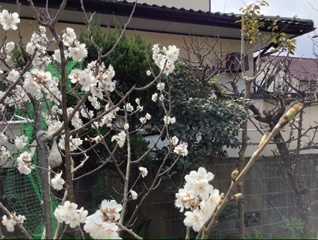 桜桃の花ー満開 土くれ日記 楽天ブログ