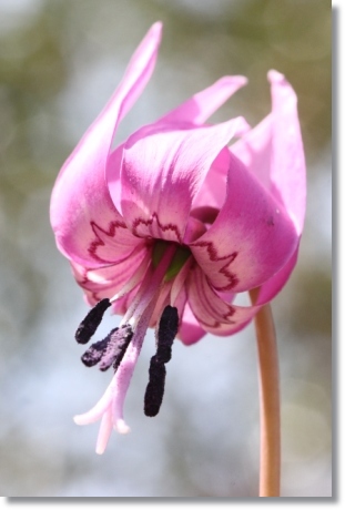 樹木公園-17 カタクリ-4 14.4.2