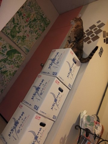 猫　箱　cat boxes love affair コスモウォーター
