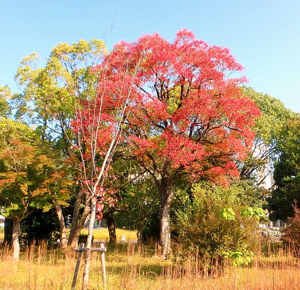 21年版岡大構内の紅葉 3 モミジバフウ ナンキンハゼ ほか 金木犀やっと蕾 楽天版じぶん更新日記 楽天ブログ