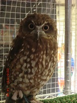 20150731_月島・フクロウのみせ19 - コピー.JPG