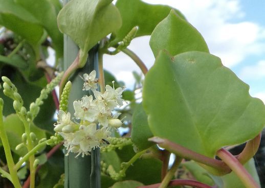 初めて見る野菜の花は オカワカメ やっぱり山と花が好き 楽天ブログ