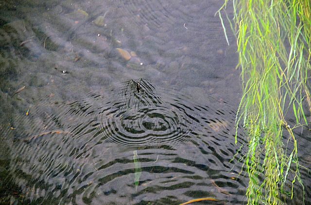 アメンボの水紋 | バスリコのつぶやき - 楽天ブログ