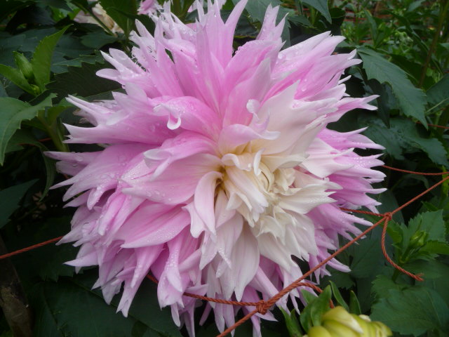845 桜女王
