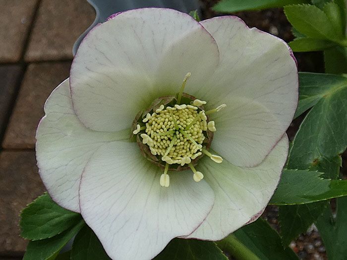 クリスマスローズの開花 バラの固いつぼみ バラの美と香りを求めて 楽天ブログ