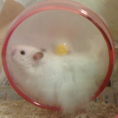 ハムスター回し車