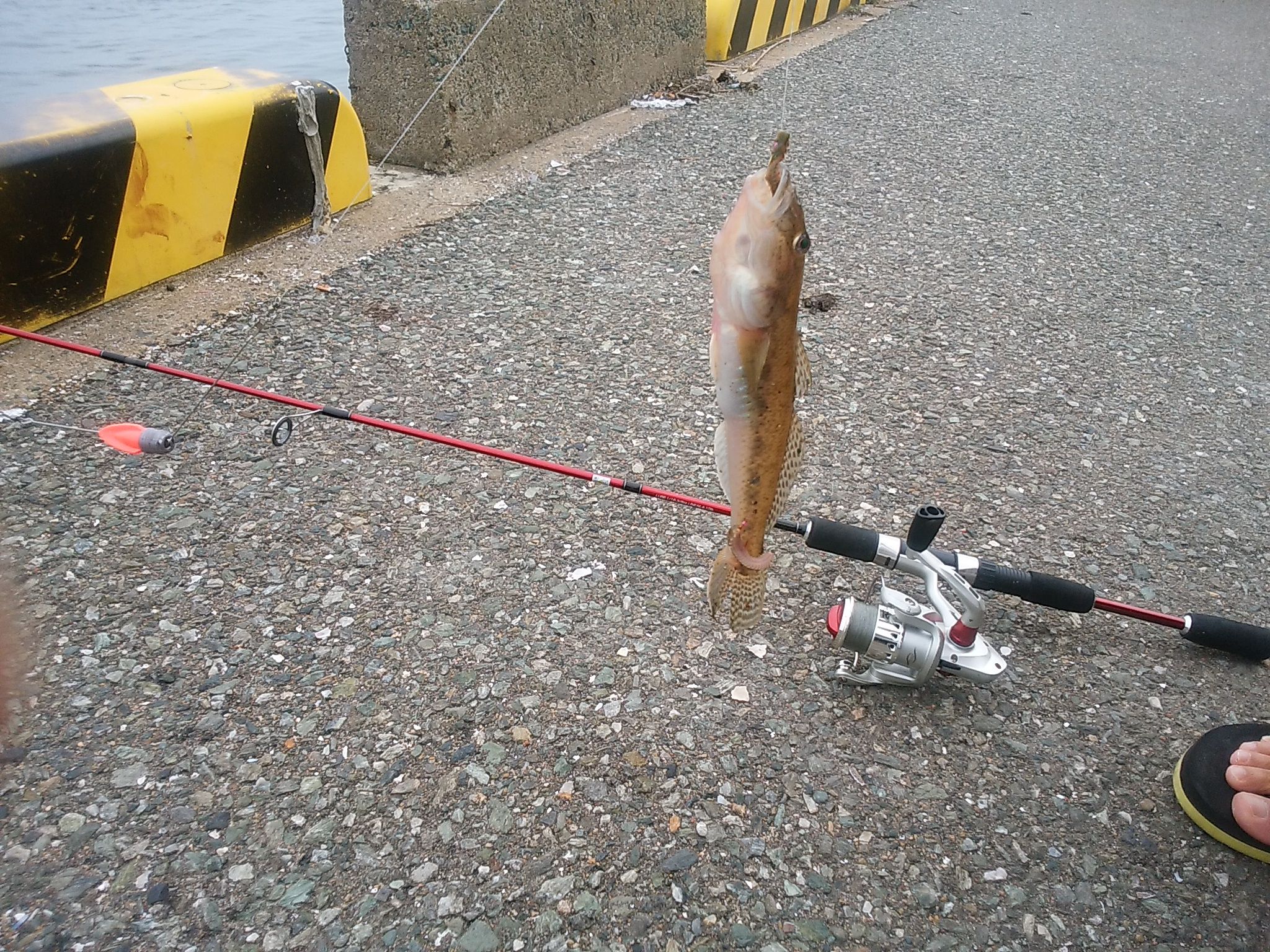 箱崎ふ頭で釣る そして食す 釣り釣りgogo 楽天ブログ