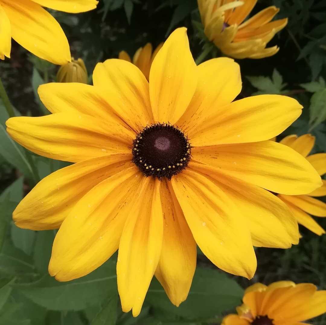 ルドベキアの花 びいとるのブログ 楽天ブログ