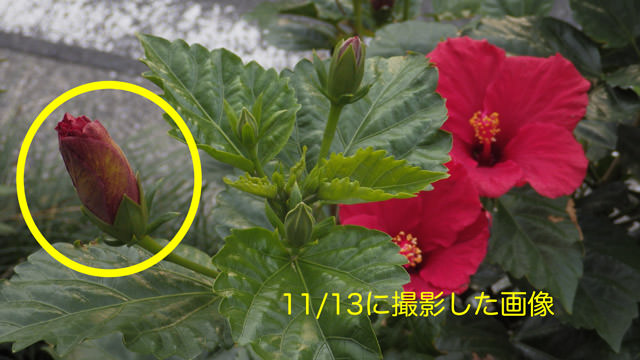ハイビスカス蕾.jpg