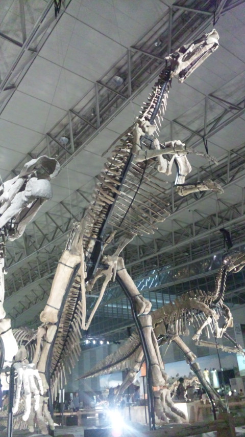 フアシアオサウルス