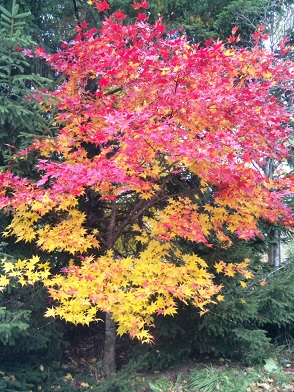 紅葉