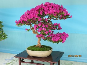 IMG_3139b.jpg