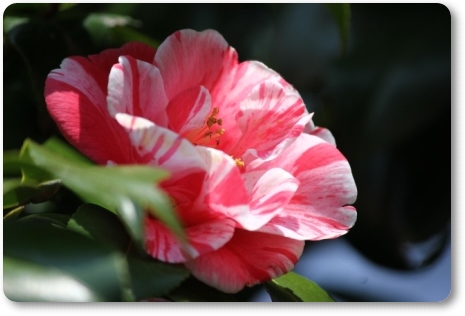 樹木公園-6 沖の白波 14.4.2