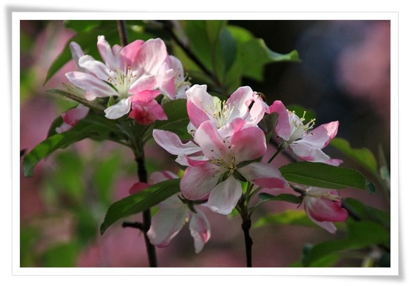 樹木公園-19 カイドウ 15.4.22
