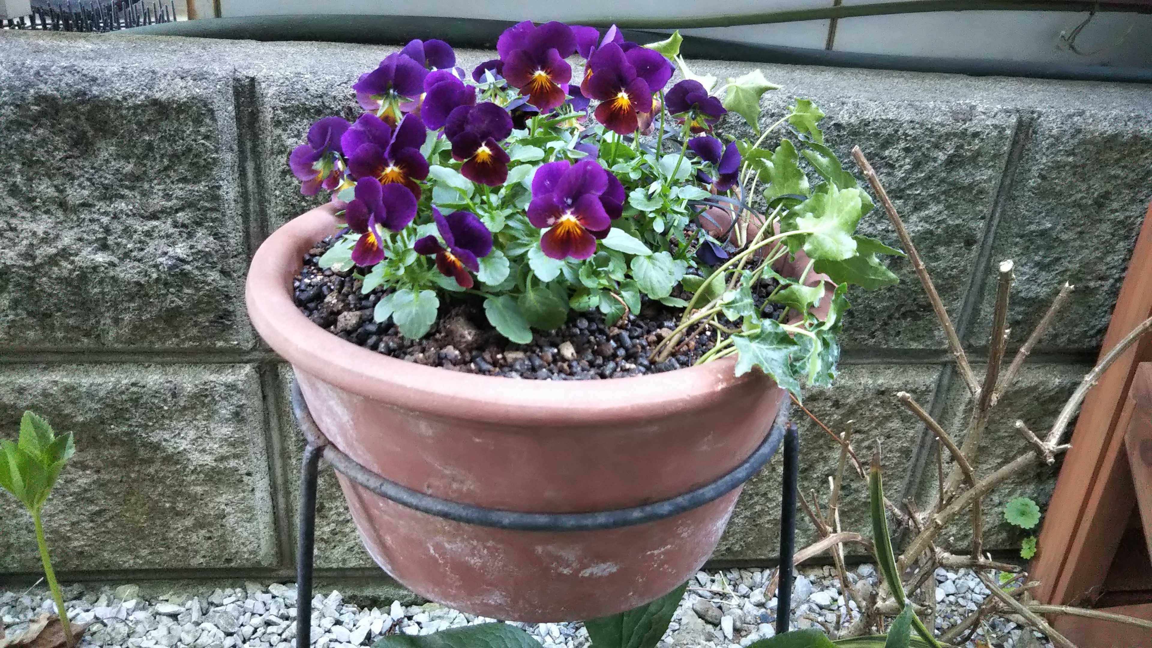 ビオラ ディージェイの寄せ植え 玄関側花壇 シェードガーデンと猫 楽天ブログ