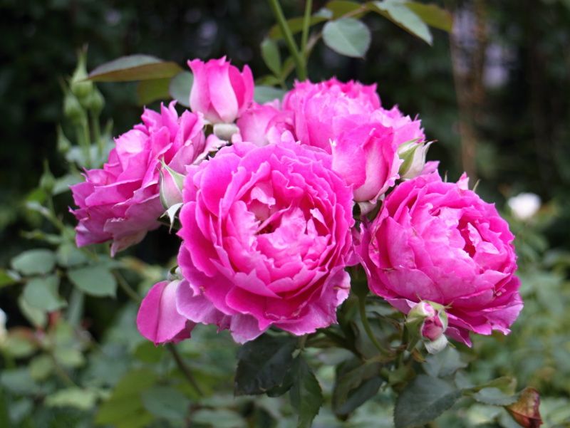 シェエラザード シューラネージュ バラと可愛い花たち 楽天ブログ