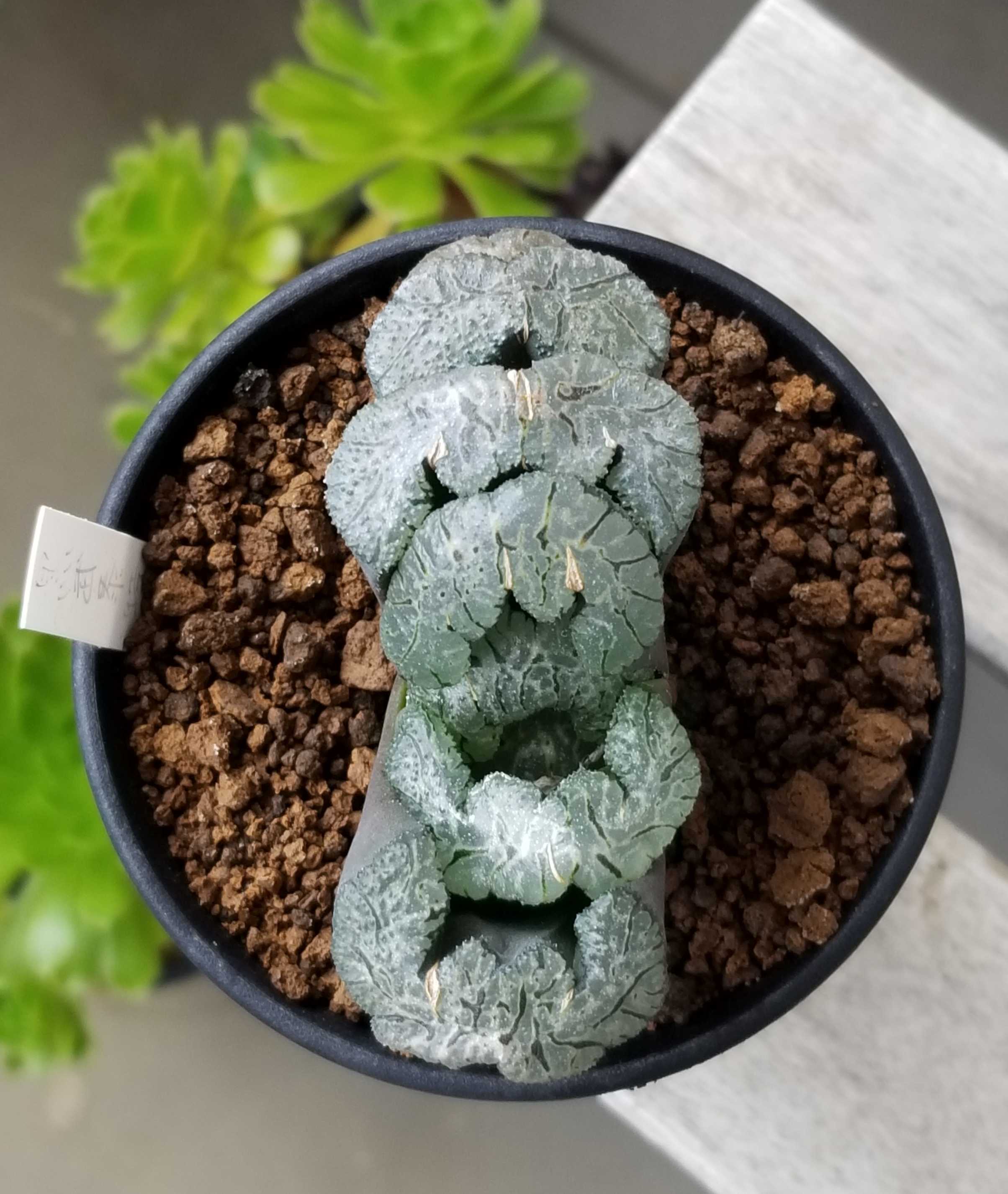 玉扇守氷×稲妻鬼岩李氏台湾実生玉扇” 多肉植物 ハオルチア