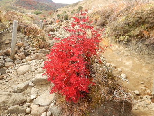 牧ノ戸峠への下山路にて.jpg