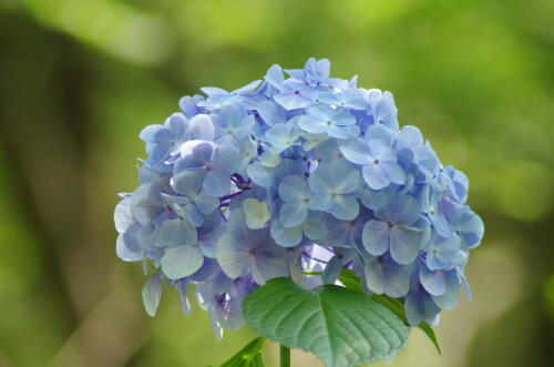 昭和記念公園の紫陽花