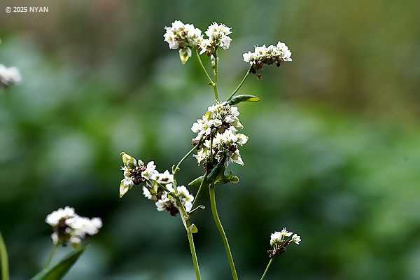 ソバ（蕎麦、タデ科）