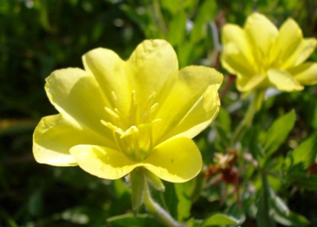 月見草の花 花と蕎麦とリハビリと 楽天ブログ