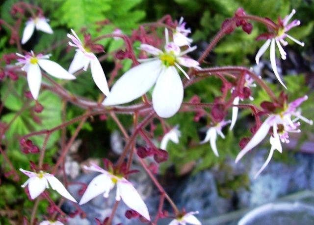 ユキノシタの花 花と蕎麦とリハビリと 楽天ブログ