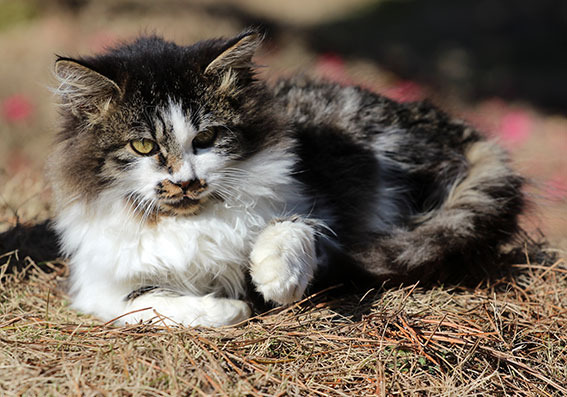 我が家のニャンコ♪2014/12/11-3
