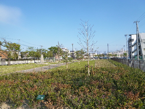P1100115(1).JPG