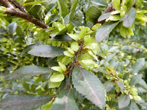 アキニレの実 (1).JPG