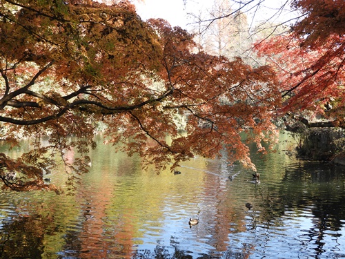 井の頭恩賜公園