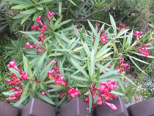 キョウチクトウ