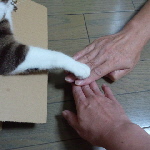 絆