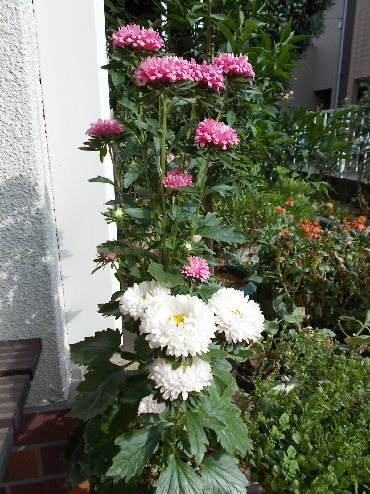 今 我が家で一番綺麗な花はアスターです バラを咲かせることが好き 楽天ブログ