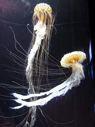 P1150268海洋博物館８.jpg