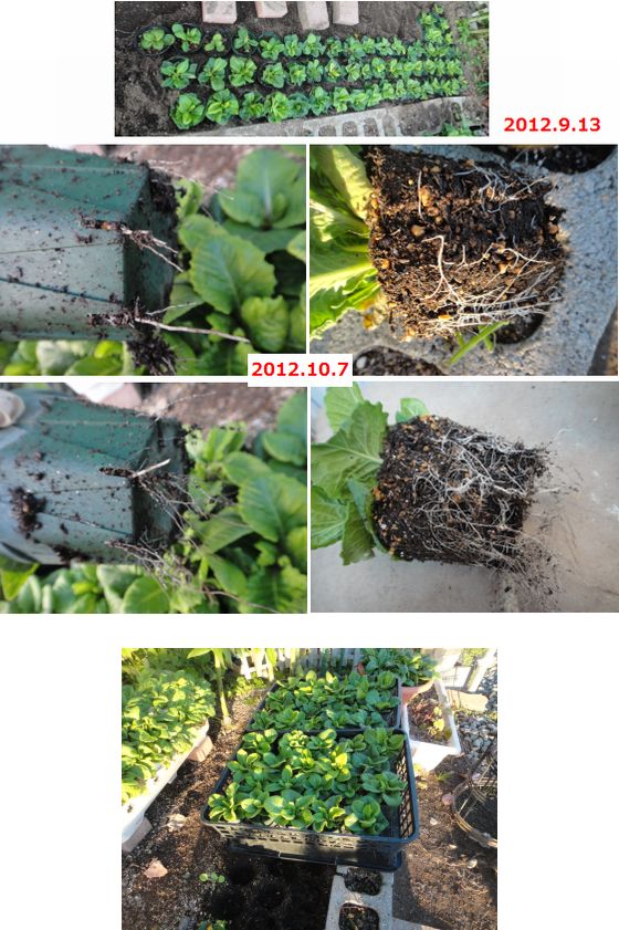 プリムラ類のポット苗の根