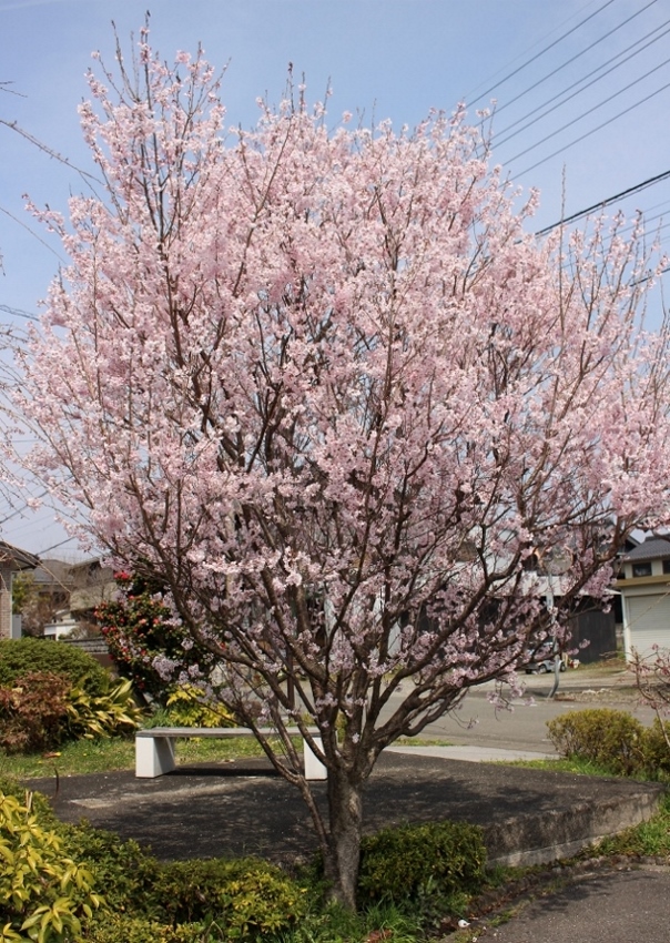 彼岸桜.jpg
