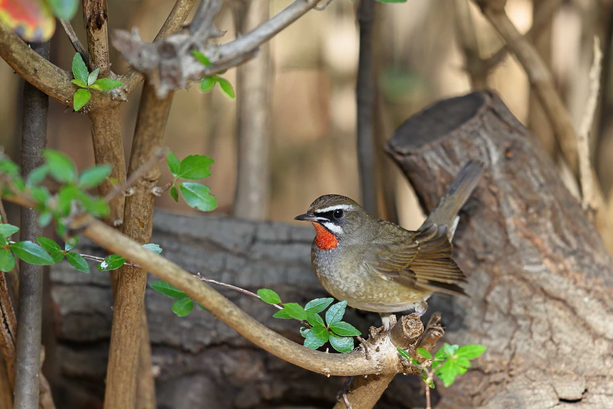 ノゴマ 秋晴れ徘徊 野鳥ブログ イノセントｂｉｒｄｅｒ 楽天ブログ