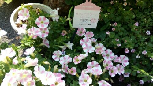 rblog-20180604125325-01.jpg