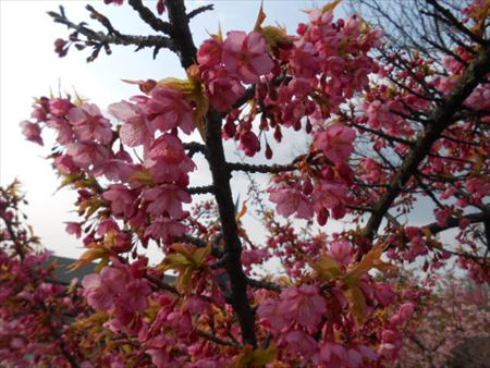 なばなの里の寒桜