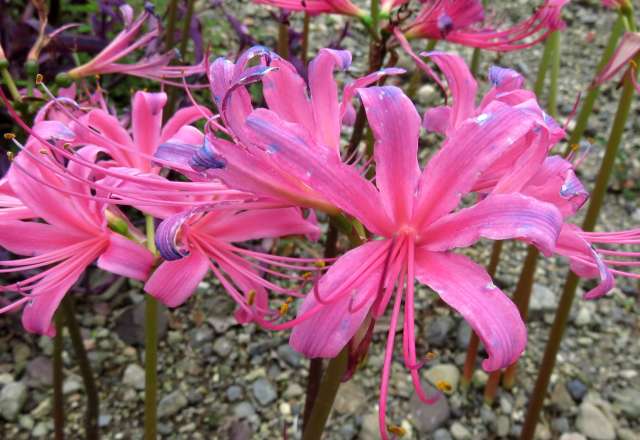 秋の花だより 京都府立植物園より お散歩うさぎさんのブログ 京都 いろ色 楽天ブログ