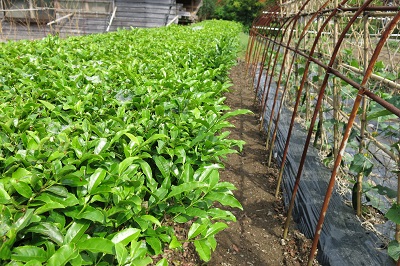 新着記事一覧 梅林庵 楽天ブログ