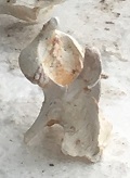のど２