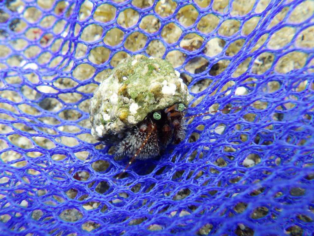 串本磯採集2023年7月上旬45　ヤマトホンヤドカリ（Pagurus japonicus）