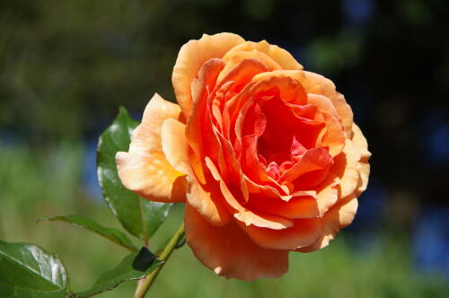 生田緑地ばら苑の秋薔薇