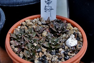 DSC_4286.jpg