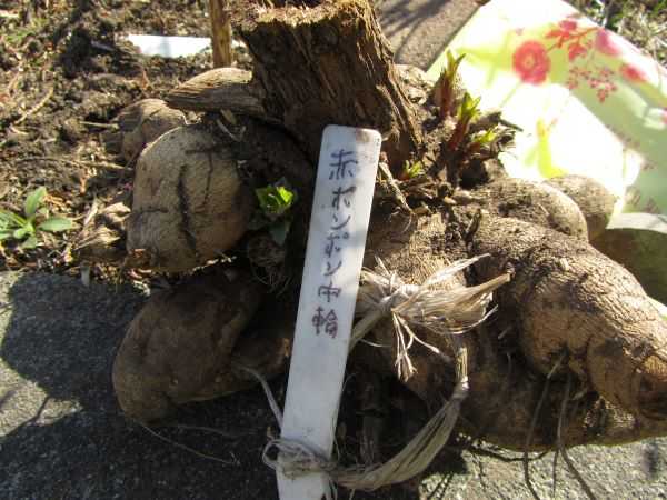 ダリアの球根移植 東苗穂のふれあい野菜市のブログ 楽天ブログ