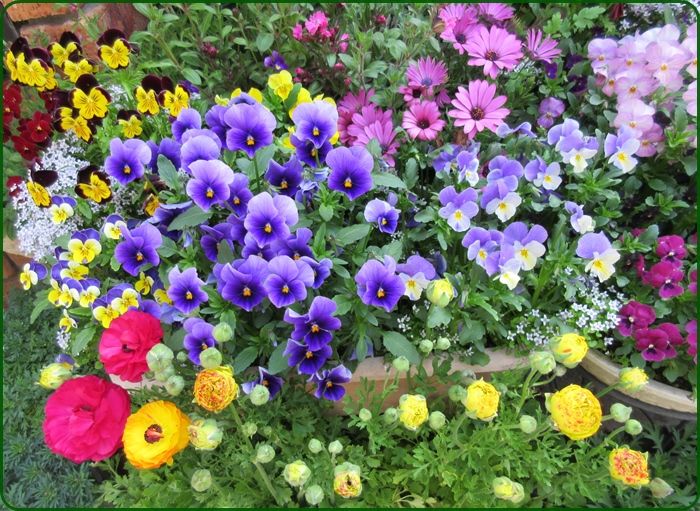 球根ラナンキュラス アネモネが増える なくならないから不思議 狭い庭を花いっぱいにする育て方 楽天ブログ